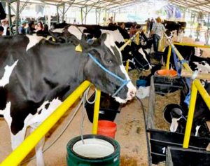 Exportación de leche boliviana bajó 35 %