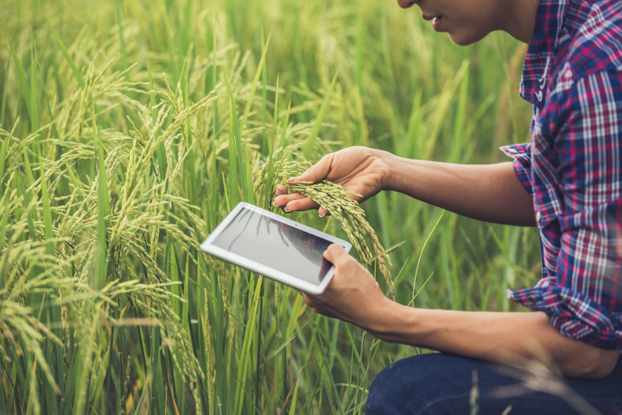 AgriHack Virtual premia emprendimientos para impulsar la agroindustria