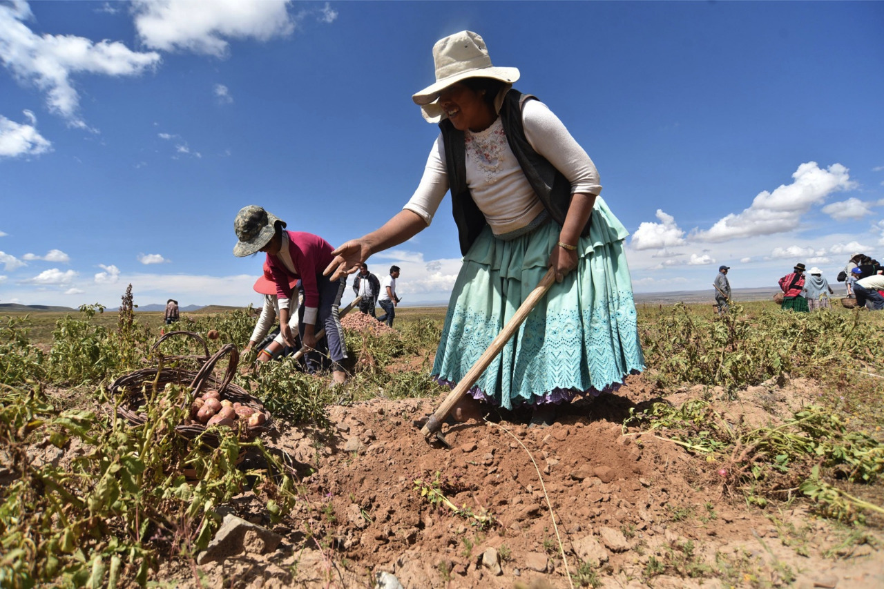 El 92% de las unidades productivas en Bolivia pertenece a la agricultura familiar