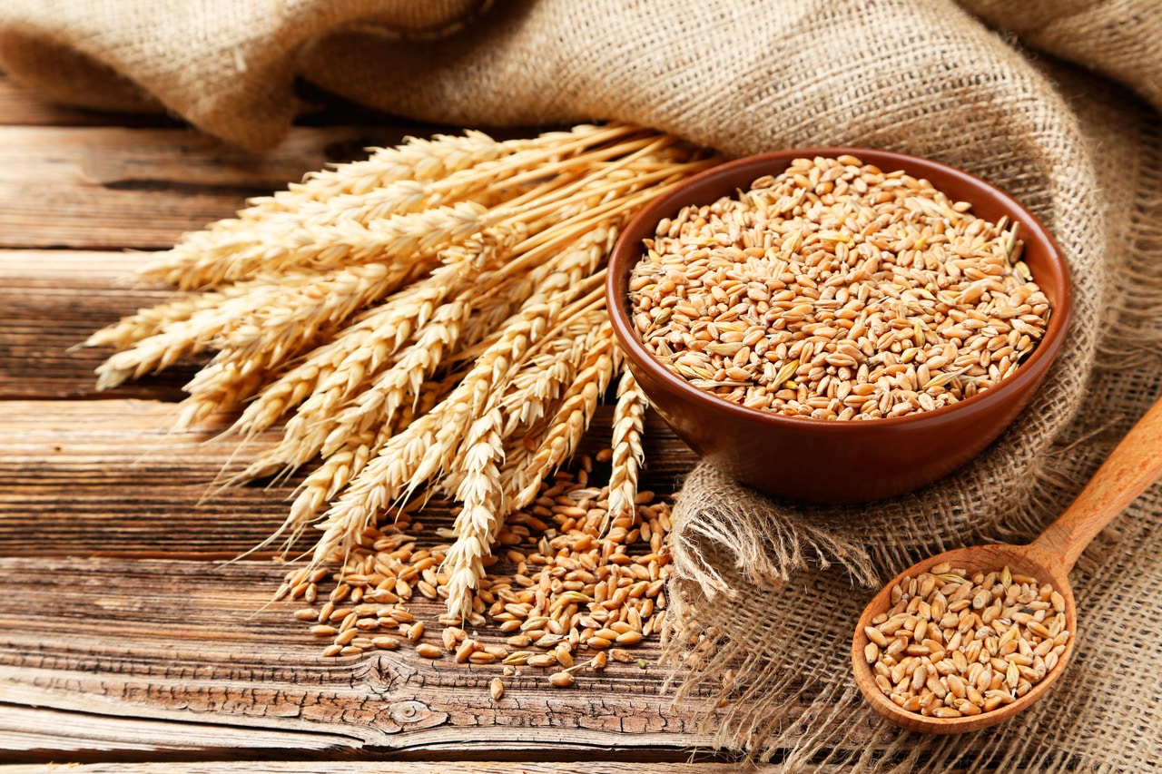 INIAF impulsa nuevas variedades de trigo para fortalecer a sector productivo