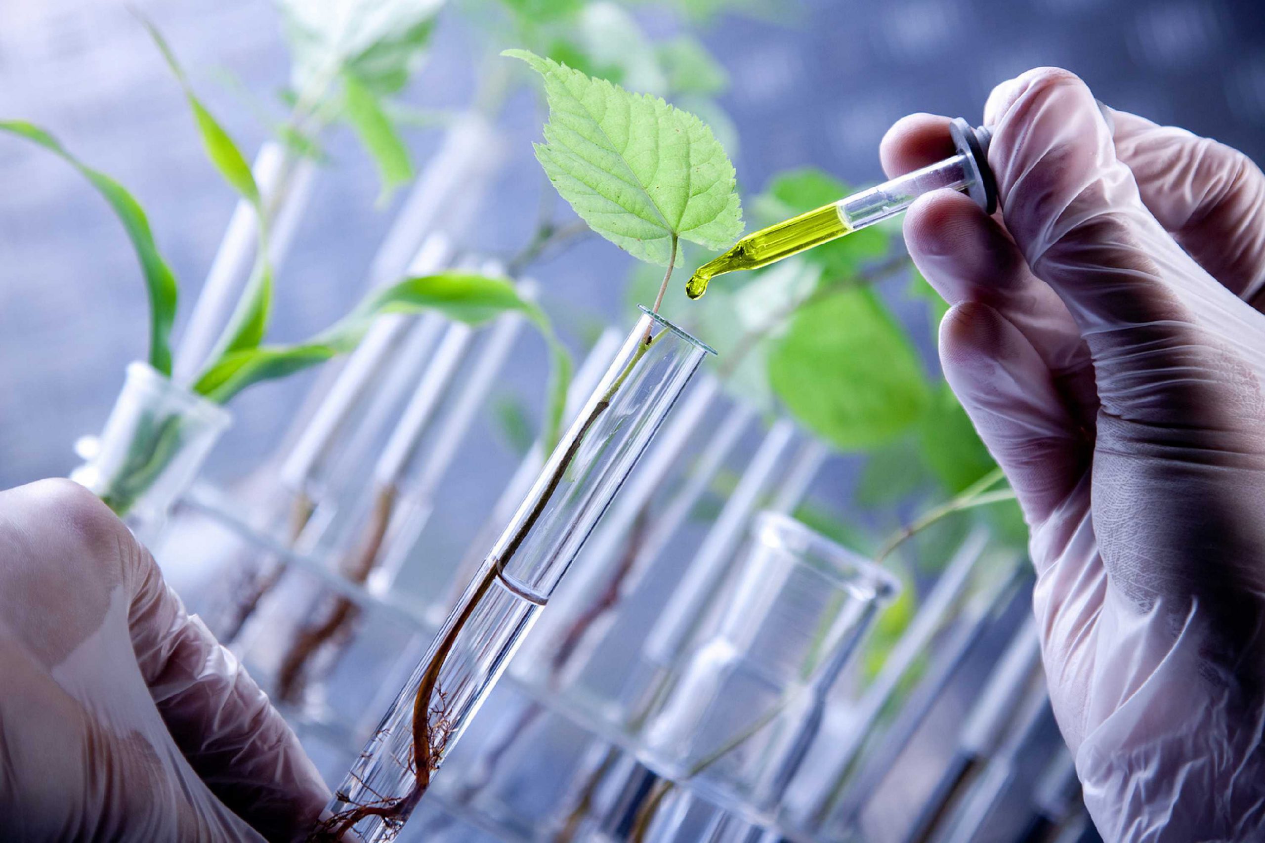 Economistas aseguran que uso de biotecnología en el sector agrario evitará la deforestación en el país