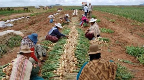 Plantean seis pilares para promover el desarrollo de la agricultura familiar en Bolivia
