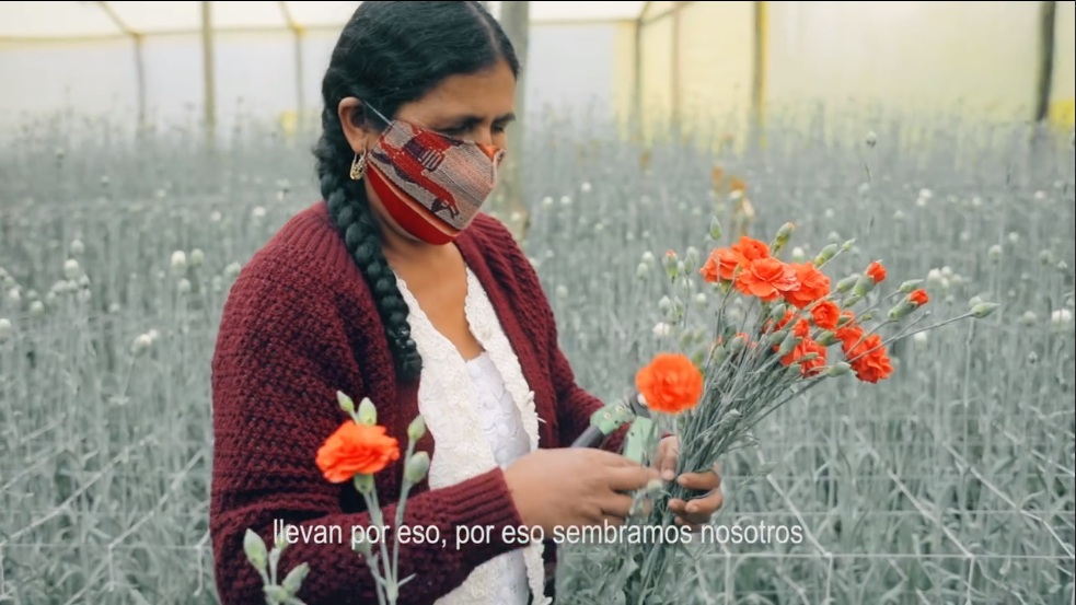 Floricultura de Cochabamba no se rinde ante la pandemia
