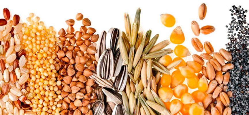 INIAF certificó más de 109.000 toneladas de semilla en 2017