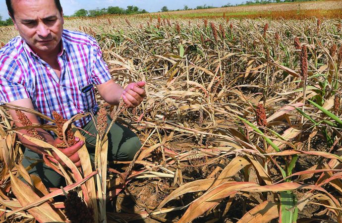 CAO: Un tercio de la población boliviana trabaja en el sector agropecuario nacional