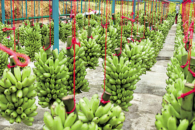 Presidente Cívico de Cochabamba destaca éxito de la compañía productora de banano del empresario Miguel Zambrana