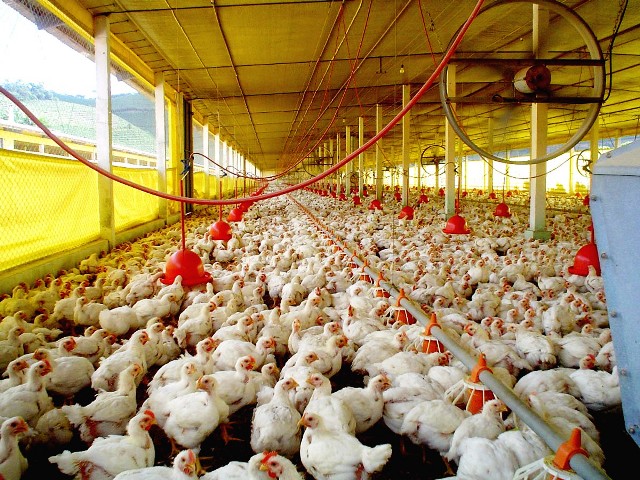 Avicultores en emergencia por precio mínimo del pollo