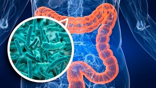 Estudios científicos analizan un posible vínculo entre el COVID-19 y la microbiota