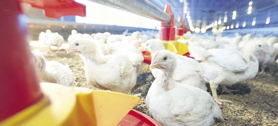 Altos precios de insumos impactan en la producción avícola, porcina y lechera