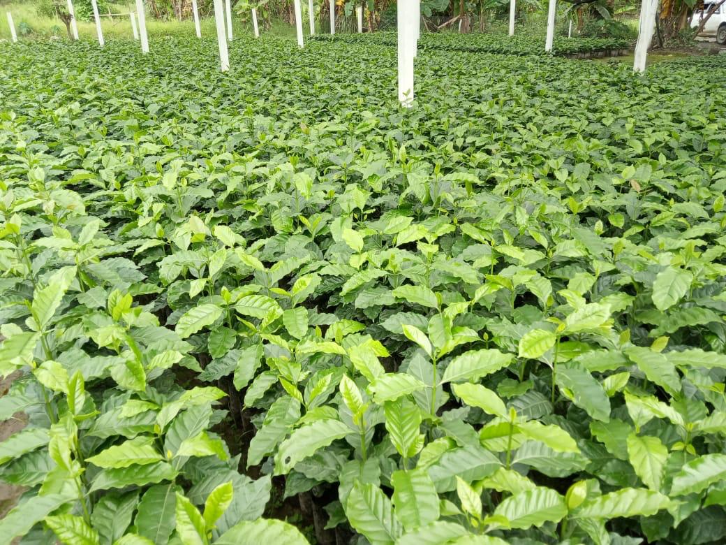 Entregan más de 4,5 millones de plantines de café de calidad para fortalecer su producción