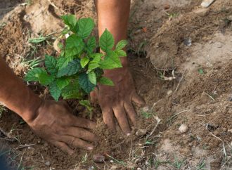 La consultora GreenCloud destaca a EMBOL por su reducción de emisiones de dióxido de Carbono.