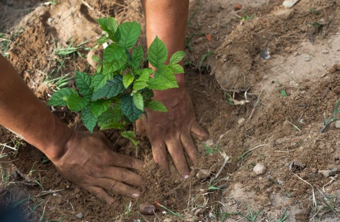 La consultora GreenCloud destaca a EMBOL por su reducción de emisiones de dióxido de Carbono.