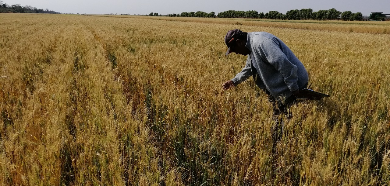Anapo destaca la compra estatal de 200 mil   tn de trigo,  pero espera mejora del precio.