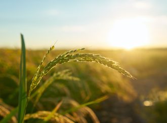 Bolivia impulsa el sector agrícola con medidas arancelarias