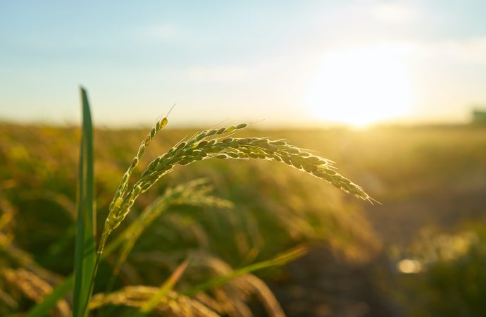 Bolivia impulsa el sector agrícola con medidas arancelarias