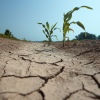 Sequía histórica en Brasil impacta los precios globales de alimentos y pone en alerta a América Latina