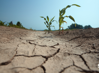 Sequía Histórica en Brasil Impacta los Precios Globales de Alimentos y Pone en Alerta a América Latina