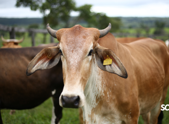 Ganaderos alertan sobre impacto económico si se suspende la exportación de carne