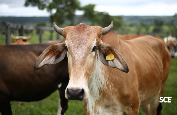 Ganaderos alertan sobre impacto económico si se suspende la exportación de carne