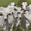 Bloqueos y decretos tensionan la exportación de carne  y ponen en alerta a ganaderos