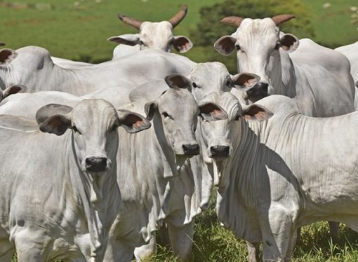 Bloqueos y decretos tensionan la exportación de carne  y ponen en alerta a ganaderos