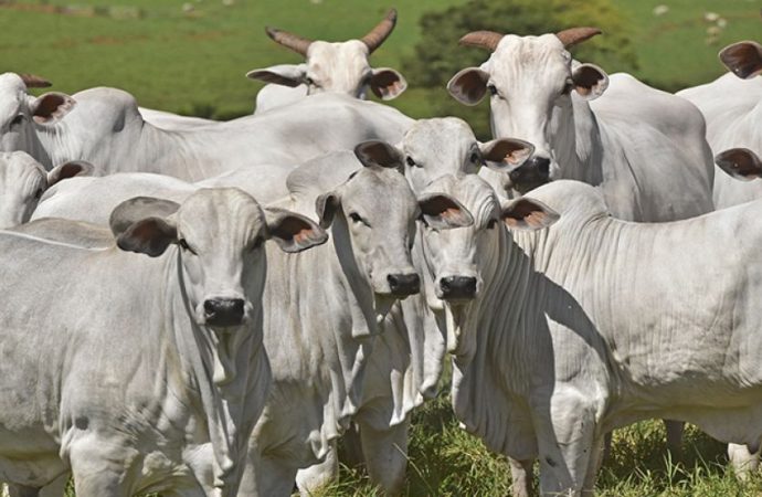 Bloqueos y decretos tensionan la exportación de carne  y ponen en alerta a ganaderos