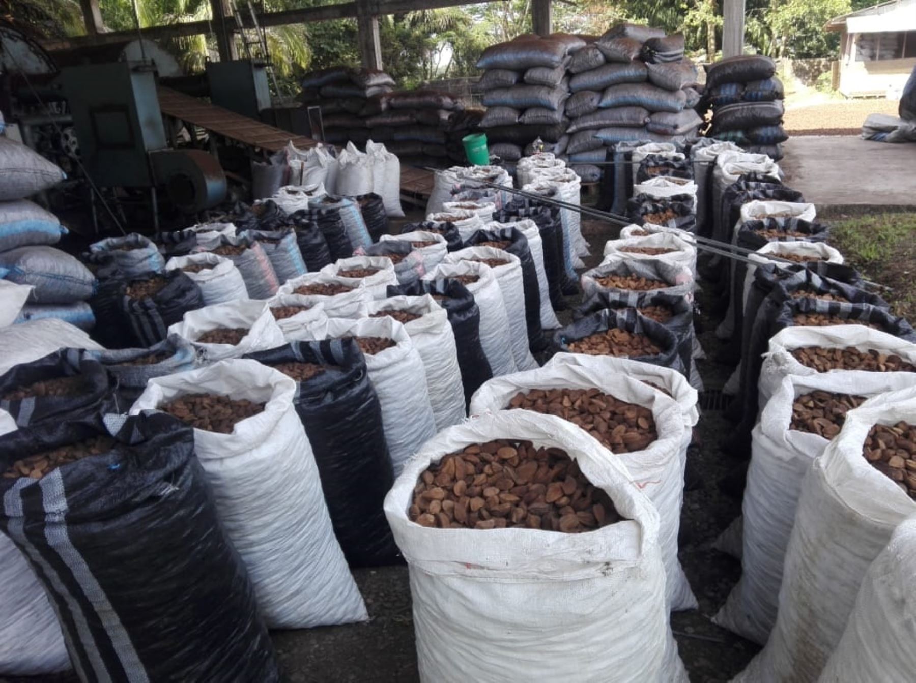 Bolivia alcanza liderazgo en exportación de castañas - Santa Cruz ...