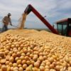 Producción de soya en Bolivia se desploma: el impacto supera los $us 400 millones