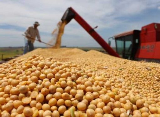 Producción de soya en Bolivia se desploma: el impacto supera los $us 400 millones