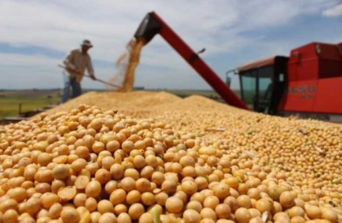 Producción de soya en Bolivia se desploma: el impacto supera los $us 400 millones