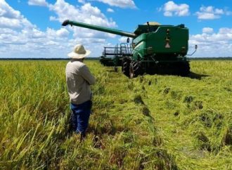 Ingenios arroceros con reservas críticas y cosecha incierta generan preocupación nacional