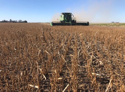 Siembra de verano en Bolivia alcanza casi el 100% del objetivo agrícola