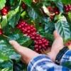 La nueva realidad del café: precios altos, producción incierta y riesgo global