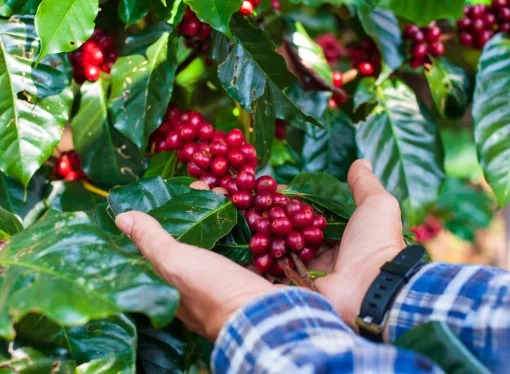 La nueva realidad del café: precios altos, producción incierta y riesgo global