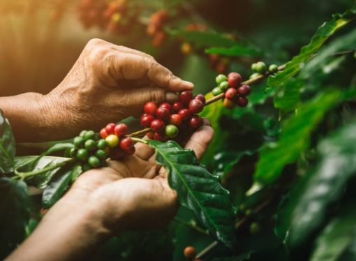 Oro líquido: el café rompe récords de precio en un mercado volátil