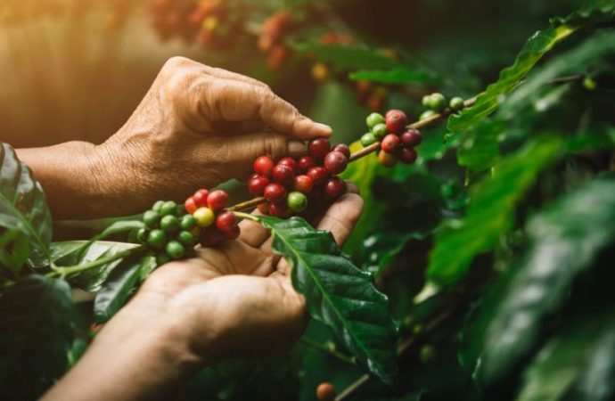 Oro líquido: el café rompe récords de precio en un mercado volátil