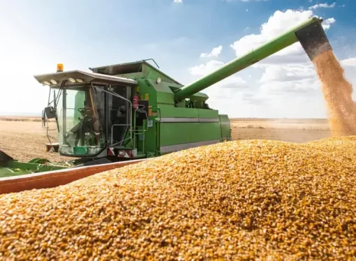 Productores bolivianos de soya enfrentan pérdidas por restricciones a exportaciones