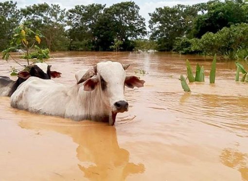 Emergencia ganadera en Beni: miles de reses muertas y futuro incierto