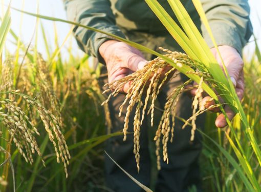 Escasez de diésel amenaza cosecha de arroz en Santa Cruz