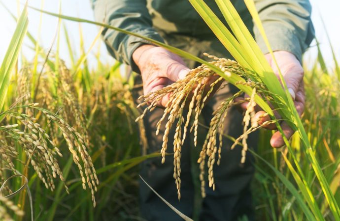 Escasez de diésel amenaza cosecha de arroz en Santa Cruz