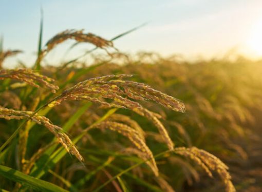 Productores de soya y arroz en Bolivia enfrentan crisis por escasez de diésel