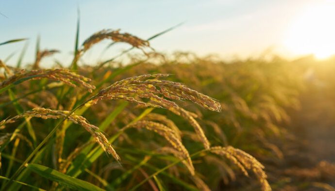 Productores de soya y arroz en Bolivia enfrentan crisis por escasez de diésel