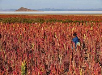 Exportadores bolivianos de castaña y quinua enfrentan incertidumbre ante posibles aranceles de EE.UU.