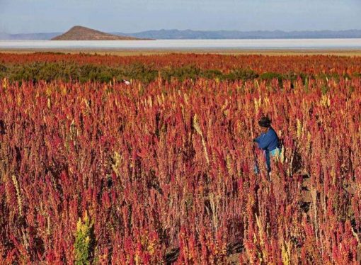 Exportadores bolivianos de castaña y quinua enfrentan incertidumbre ante posibles aranceles de EE.UU.