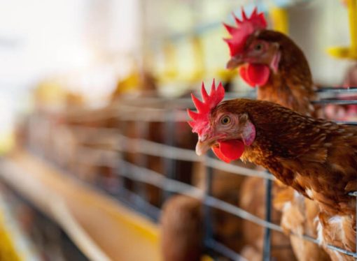 Industria avícola en crisis: escasez de diésel y soya provoca pérdidas millonarias