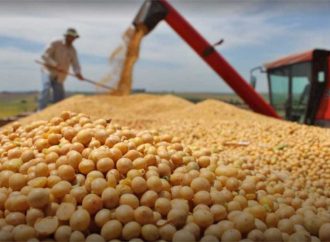 Producción de soya en Bolivia se recupera: Anapo proyecta 2,5 millones de toneladas para 2025