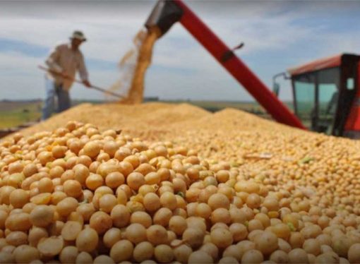 Producción de soya en Bolivia se recupera: Anapo proyecta 2,5 millones de toneladas para 2025