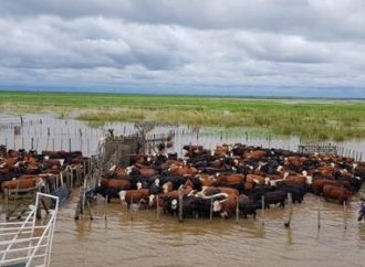 Inundaciones en Beni amenazan 3 millones de cabezas de ganado y elevan precios de la carne