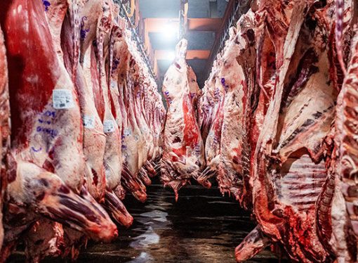 Productores bolivianos denuncian millonarias pérdidas por restricciones a exportaciones
