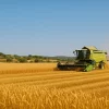 Cosecha de verano alcanza el 77% pese a escasez de insumos y restricciones al agro